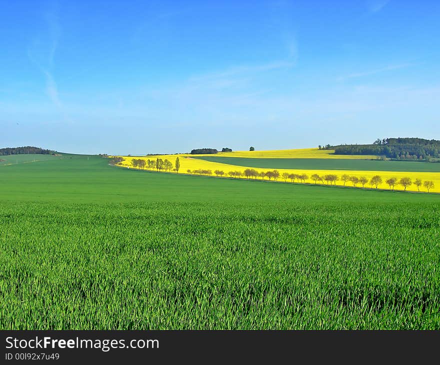 Green field of wheat with yellow. Green field of wheat with yellow