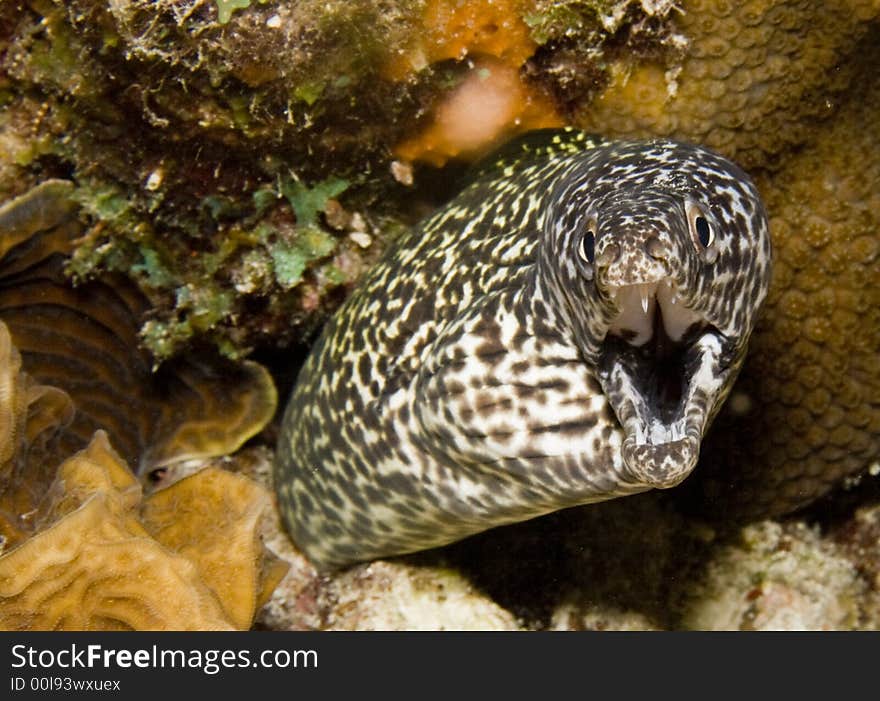 Spotted Moray ell