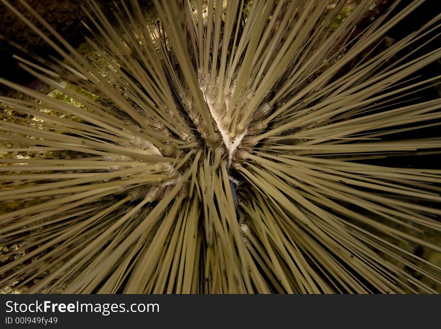 Underwater Bonaire - sea urchid at night