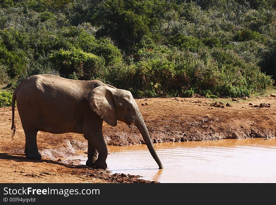 Stetching for a drink