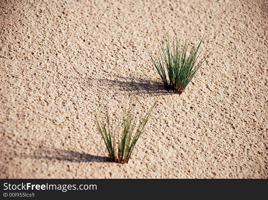 Little Piece Of Grass On Sand