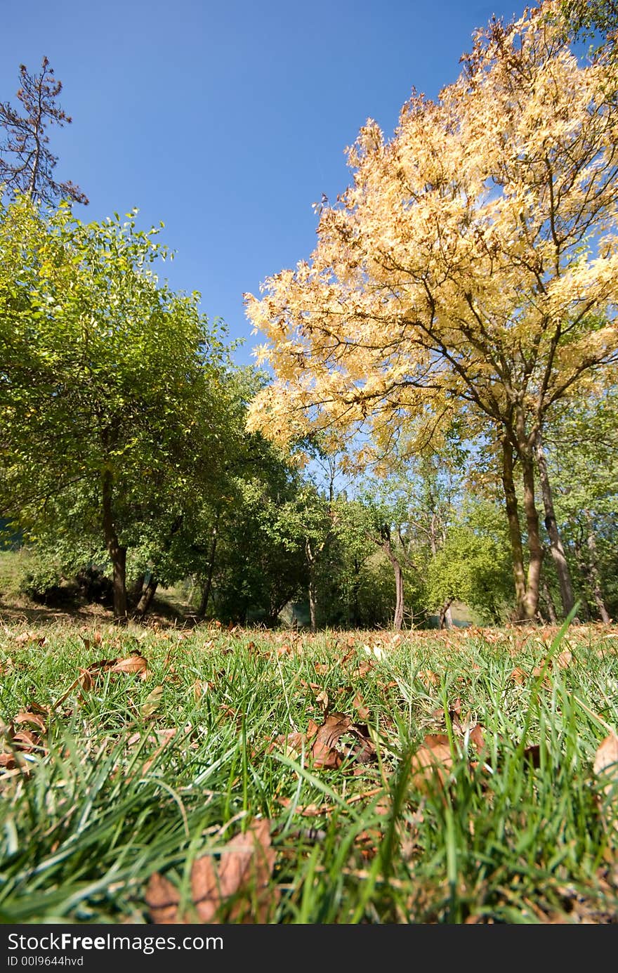 Autumn in the park. Sunlight on leaves. Colors: Yellow, brown, green and blue. Autumn in the park. Sunlight on leaves. Colors: Yellow, brown, green and blue.