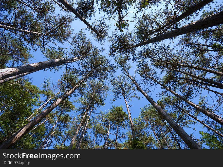 Trees on the sky