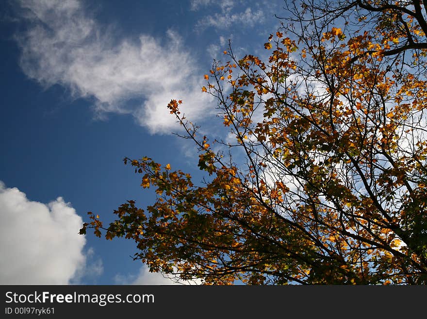 Autumn colour (red, yellow, orange, green, gold) leaves on the beauty cloudy sky, 
natural background