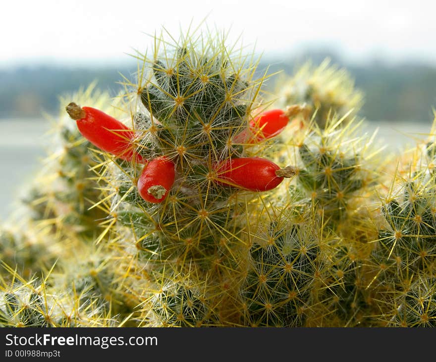 Blossoming cactus