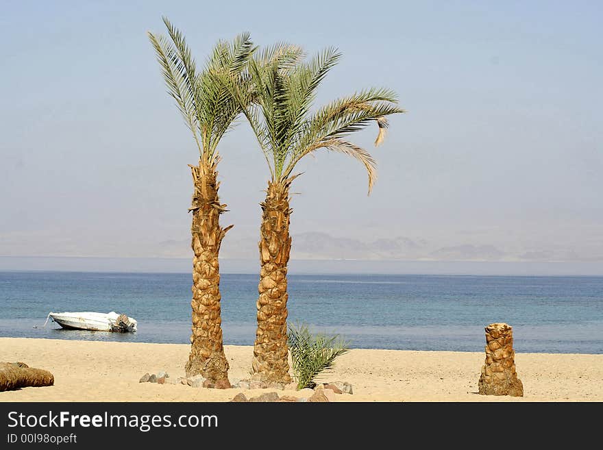 Palm trees on beach resort, red sea sinai, egypt