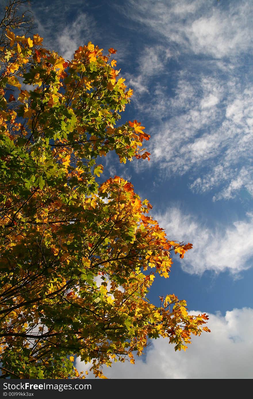 Autumn colour (red, yellow, orange, green, gold) leaves on the beauty cloudy sky, natural background