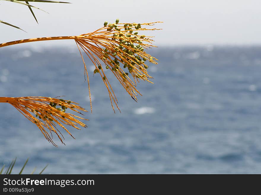 Date tree, red sea beach