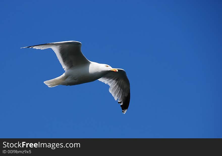 Seagull flying in the blue sky