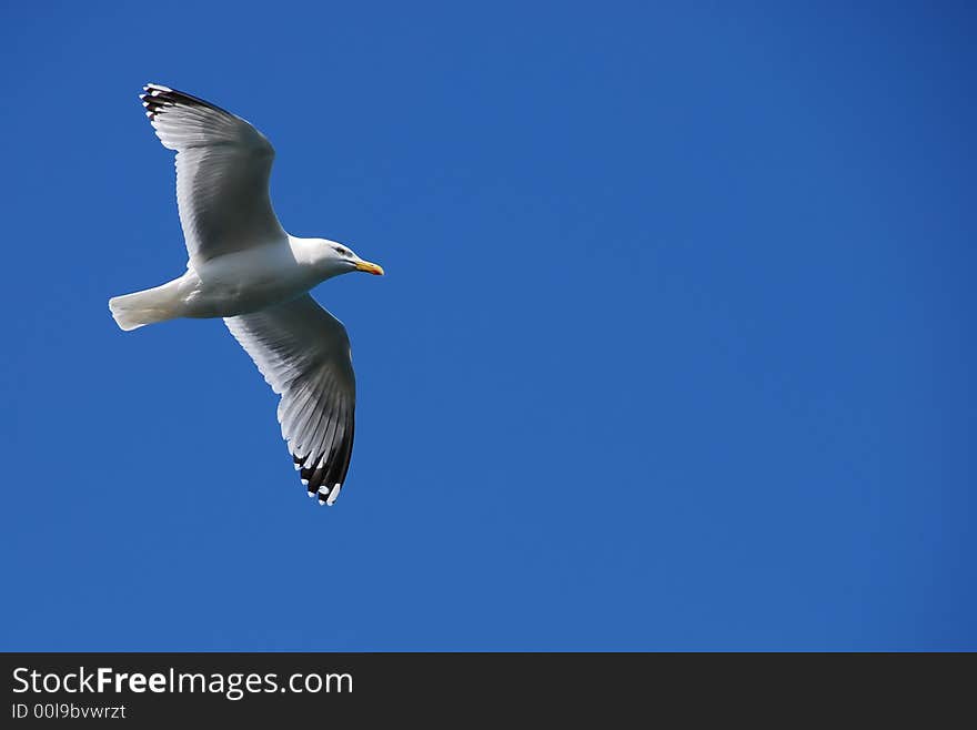 Seagull flying in the blue sky