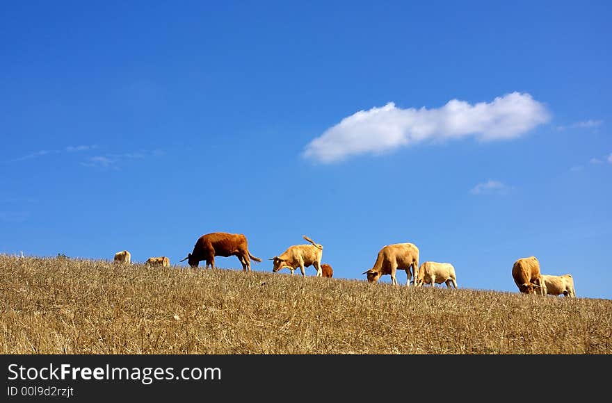 Cows  in the dry field