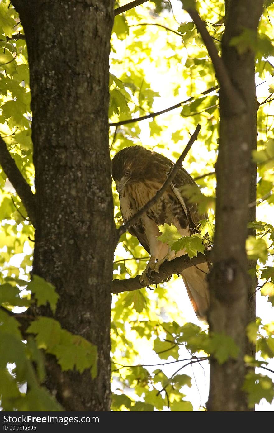 A hawk resting in a tree on a sunny day