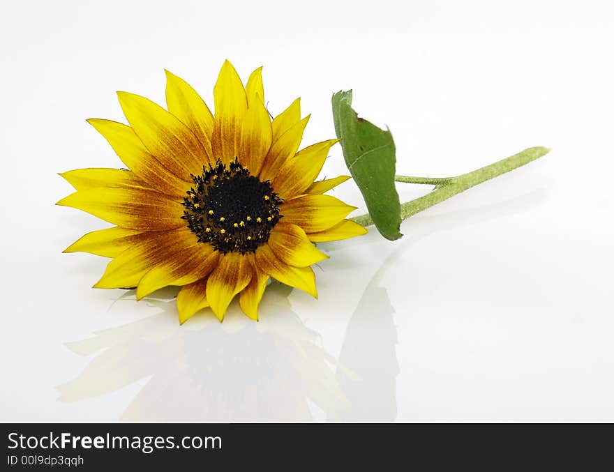 Easy to isolate sunlower with leaf on white background. Easy to isolate sunlower with leaf on white background