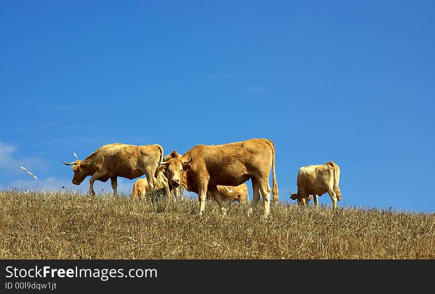 Cows  in the dry field