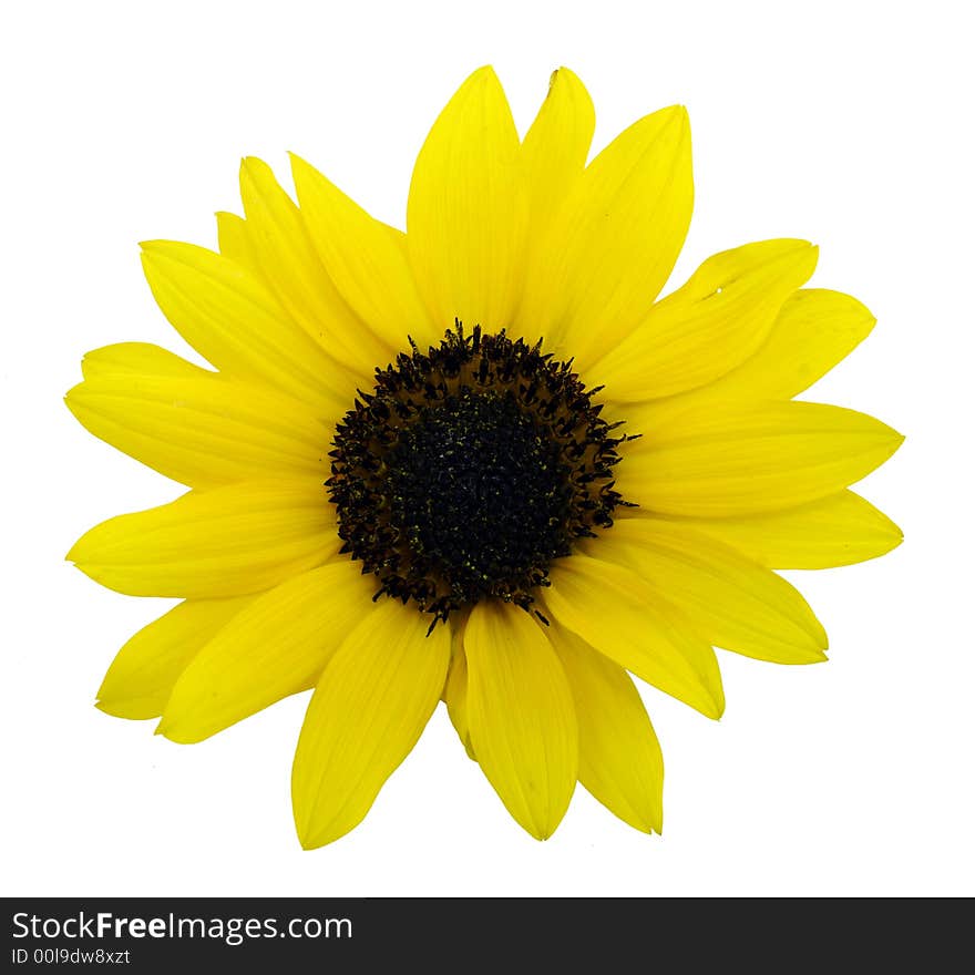 Easy to isolate sunlower on white background. Easy to isolate sunlower on white background