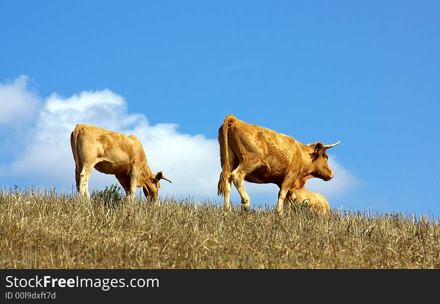 Cows  in the dry field