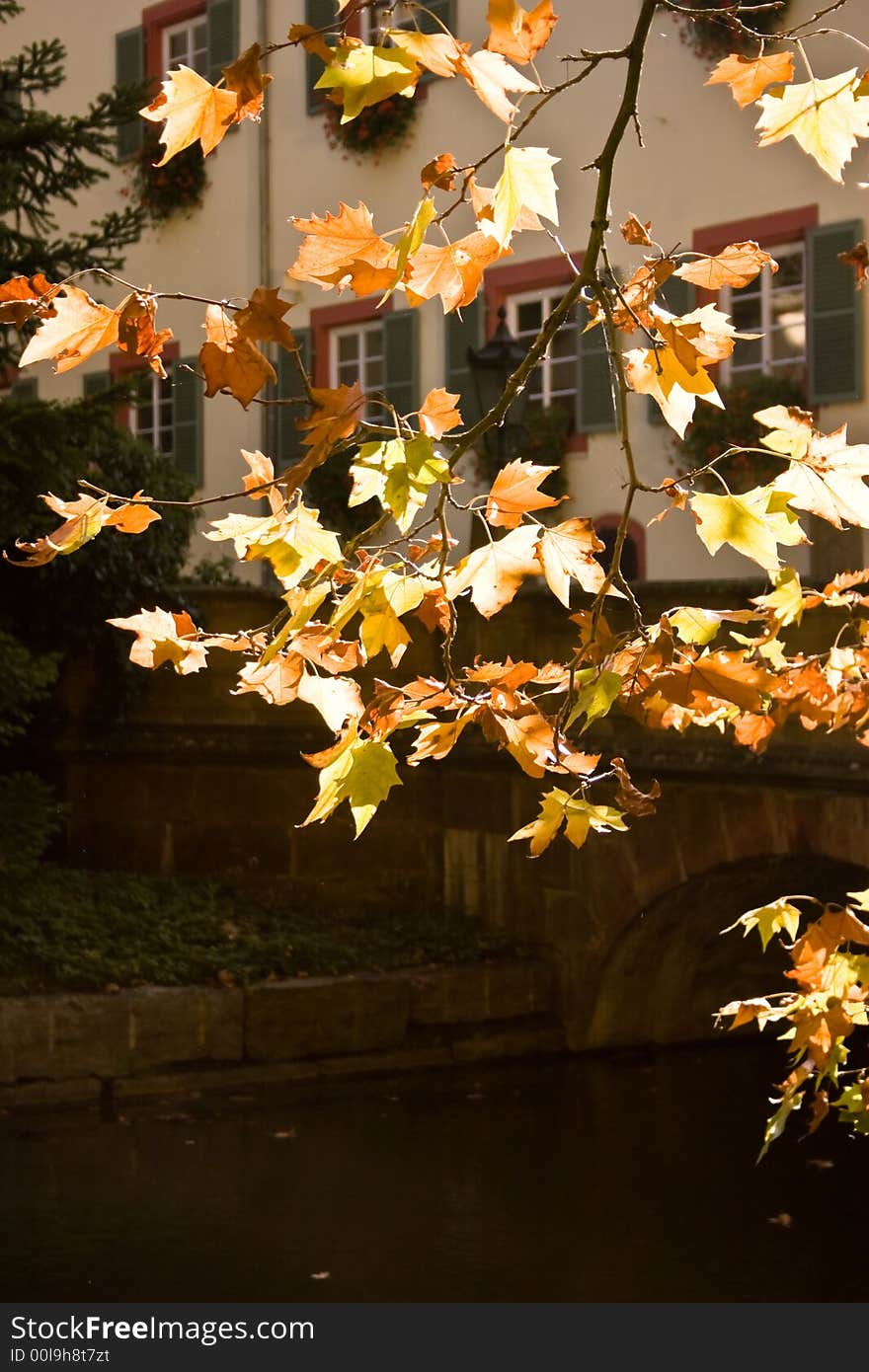 Maple branch with a part of old german castle behind the water ditch in the background. Photo made in Angelbachteil, Germany. Maple branch with a part of old german castle behind the water ditch in the background. Photo made in Angelbachteil, Germany.