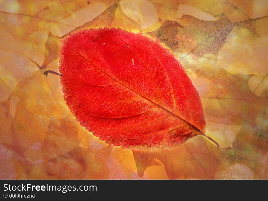 Autumn leaves in different colors