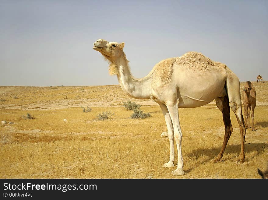 Camel in sede boker desert, israel