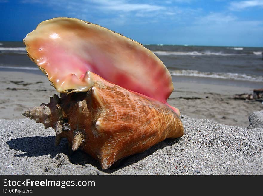 Pink seashell at hot sand