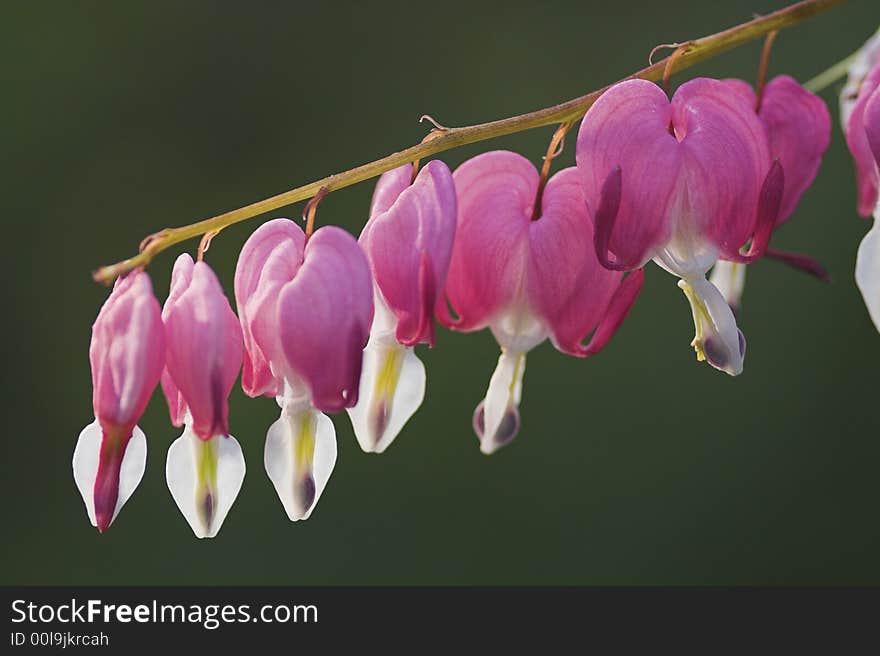 Macro of a part of the bloom of bleeding heart