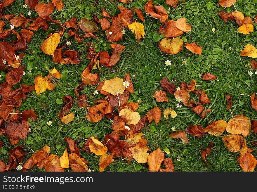 Brown leaves on the green grass. Brown leaves on the green grass.