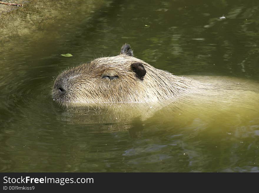 Capybara