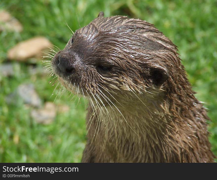 Cute and beautiful Otter from Tamar. Cute and beautiful Otter from Tamar