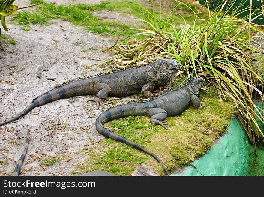 Two grey iguannas