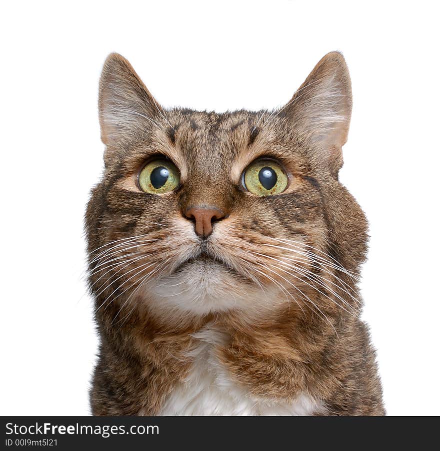 Cat on a white background