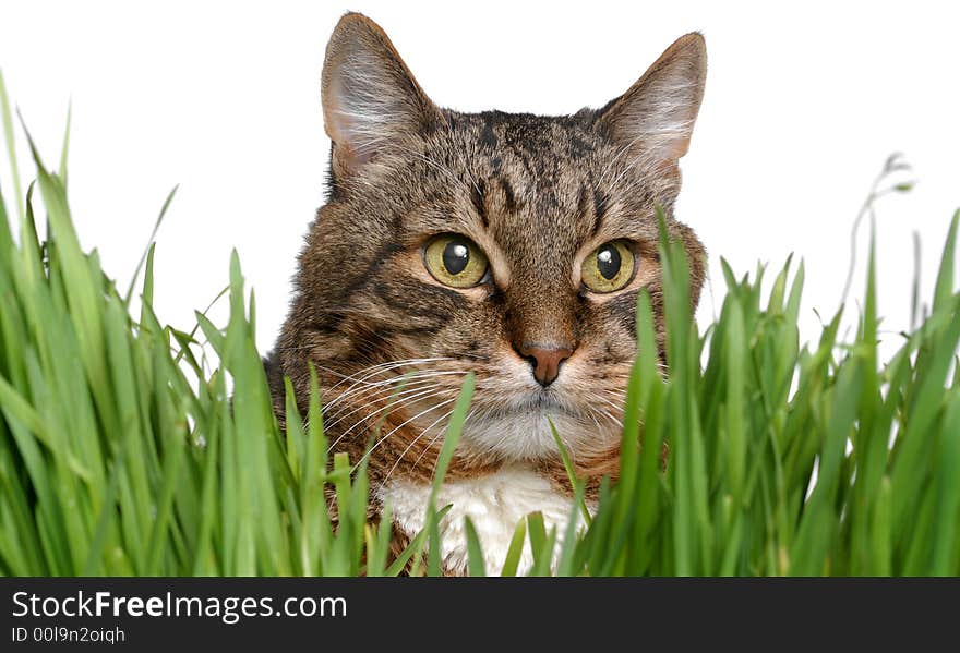 Cat on a white background