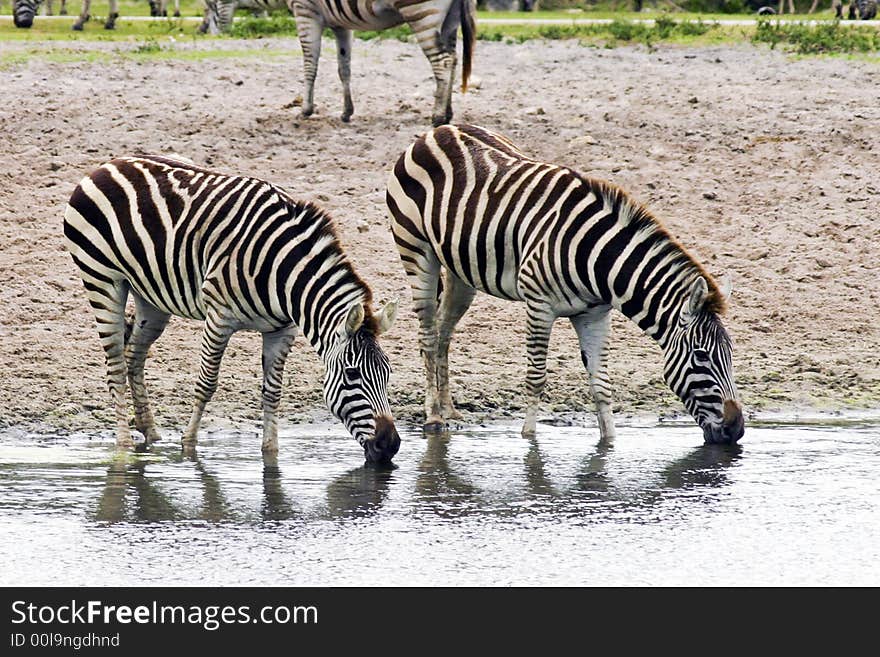 Pair Of Zebras