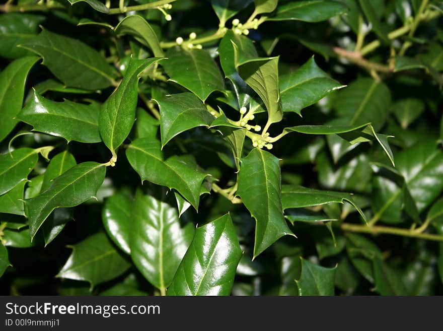 Holly Leaves