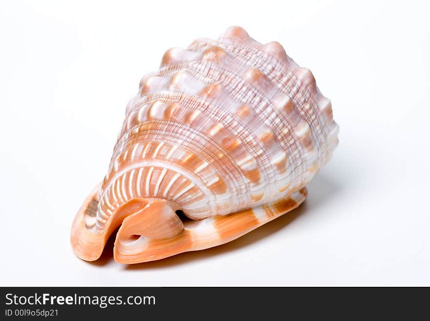 A Shell on white background