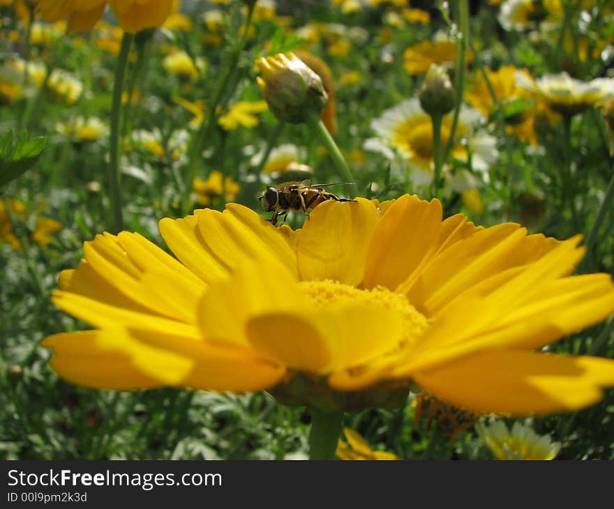 Bee on the camomile