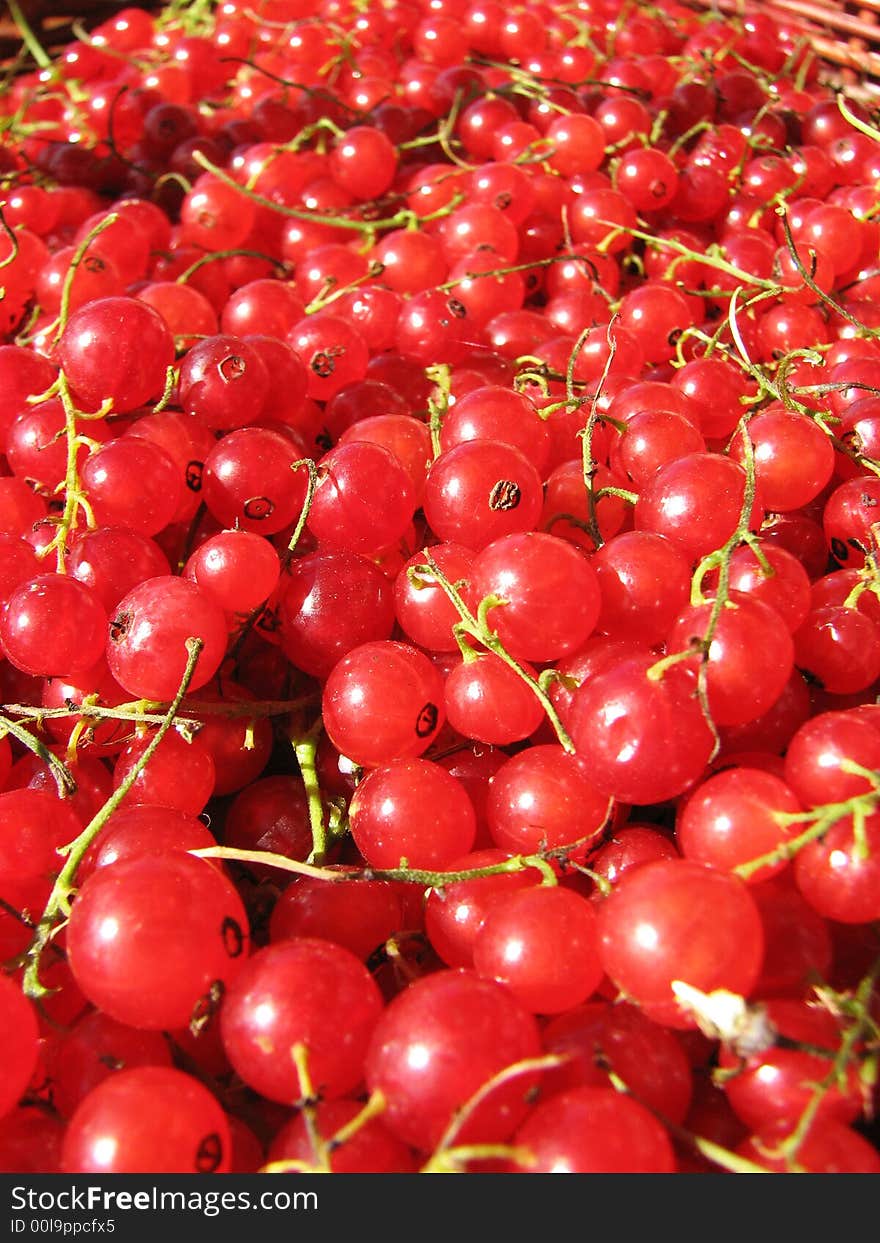 Berries Of The Red Currant