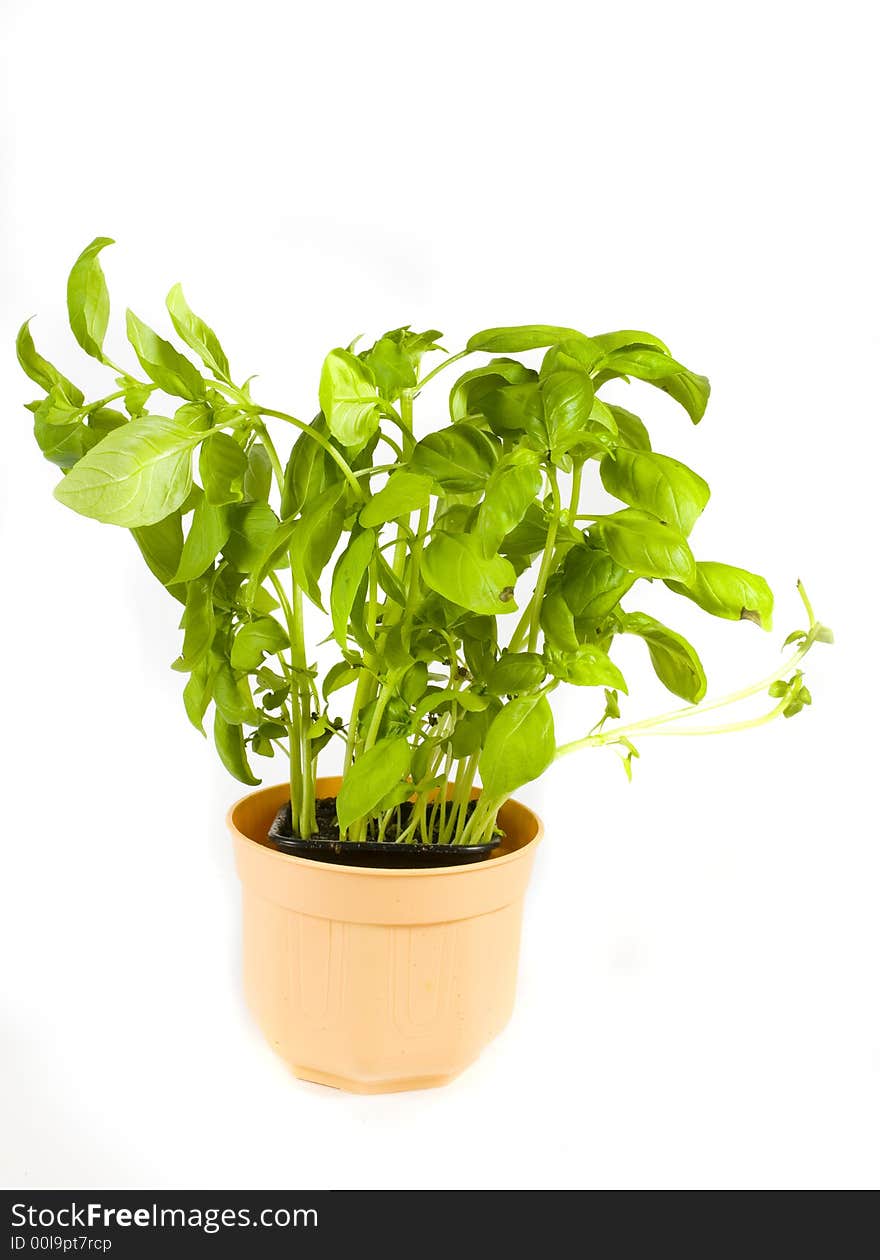 Green herb basil on white background