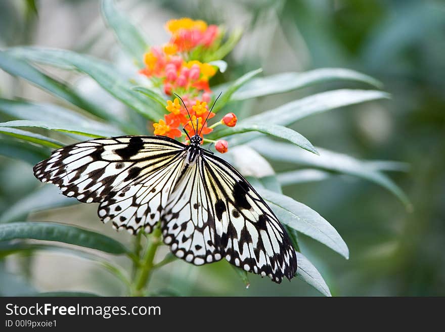 White tree nymph - Butterfly. Crisp and vibrant colors!