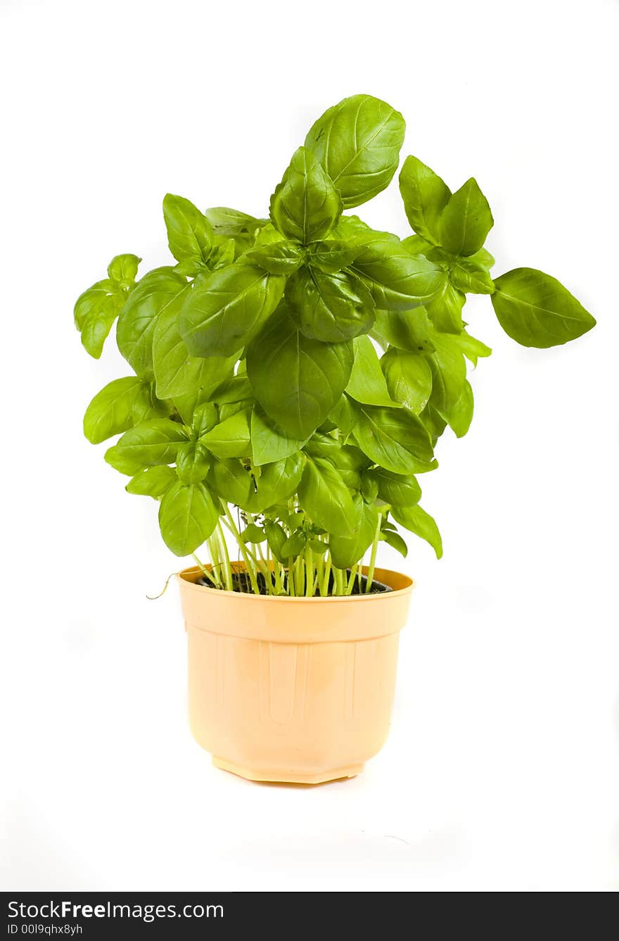 Green herb basil on white background