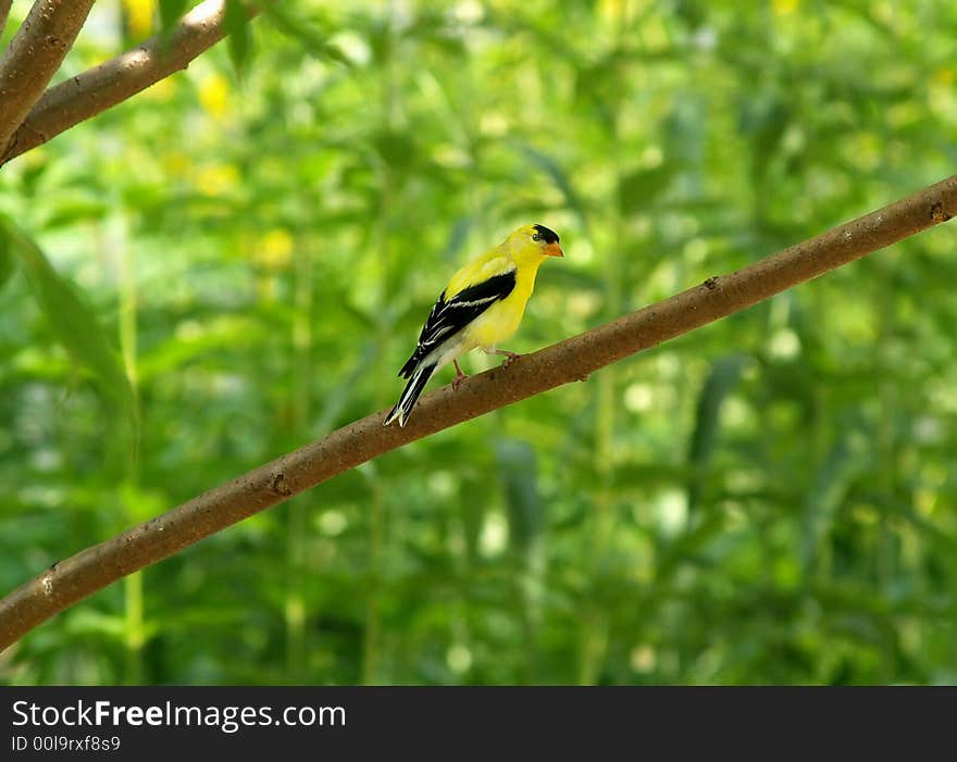 Finch on Branch