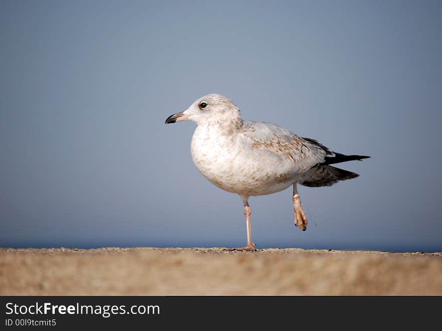 Seagull with a fish line wrapped around his left leg. Seagull with a fish line wrapped around his left leg.