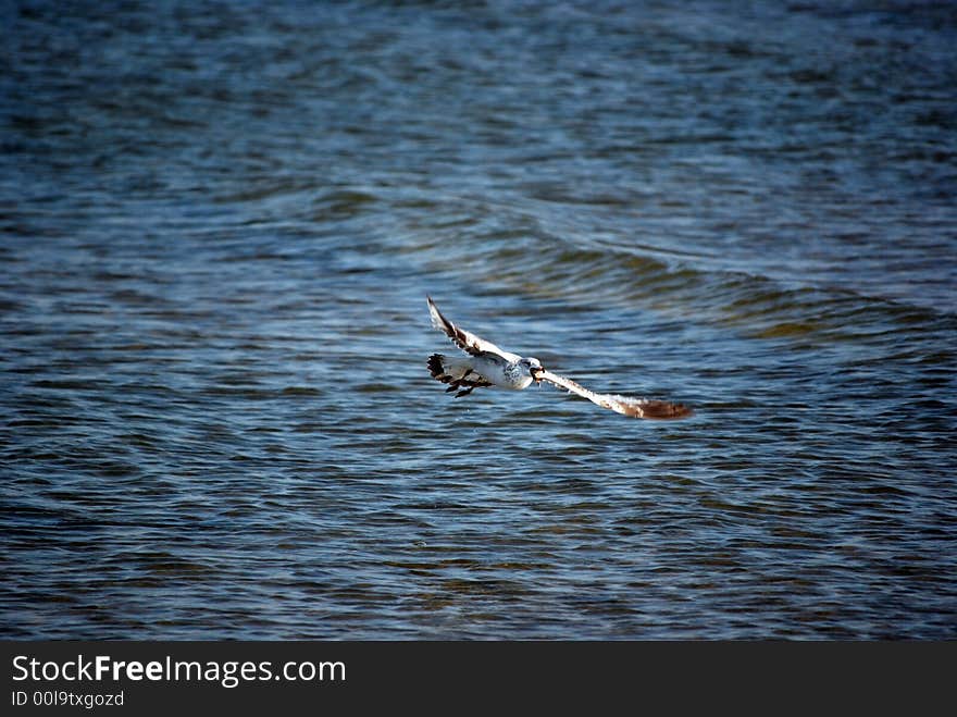 Seagull In Flight