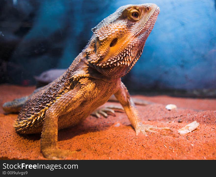 Lizard standing on sand