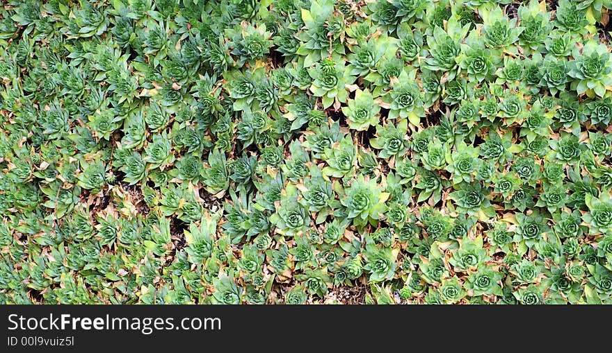 A pattern of plants covering a wall. A pattern of plants covering a wall.