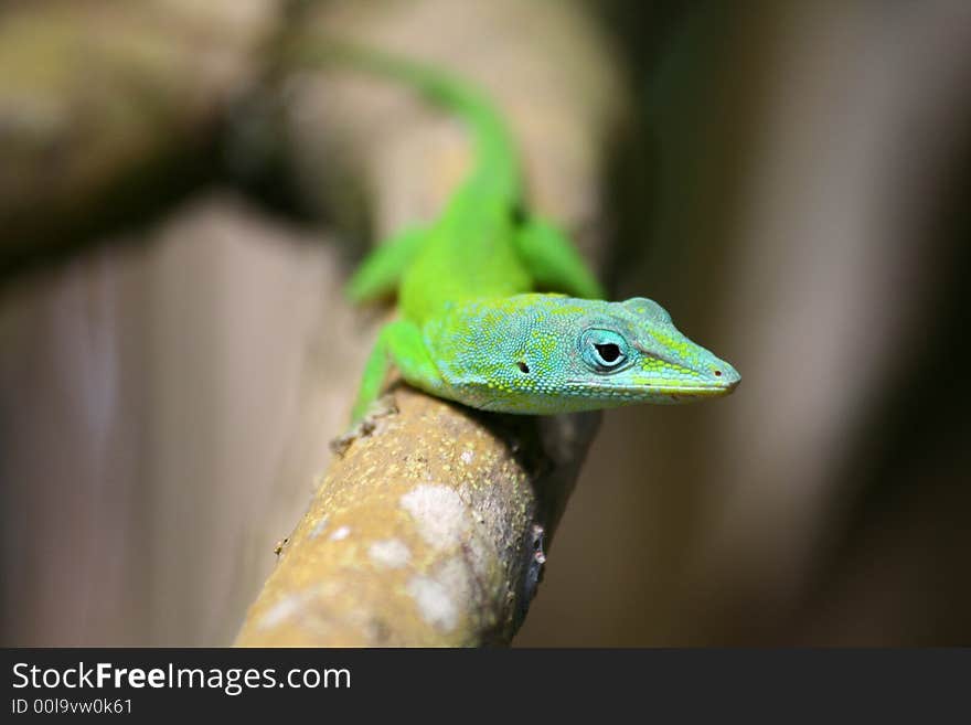 Bright green lizard at a branch