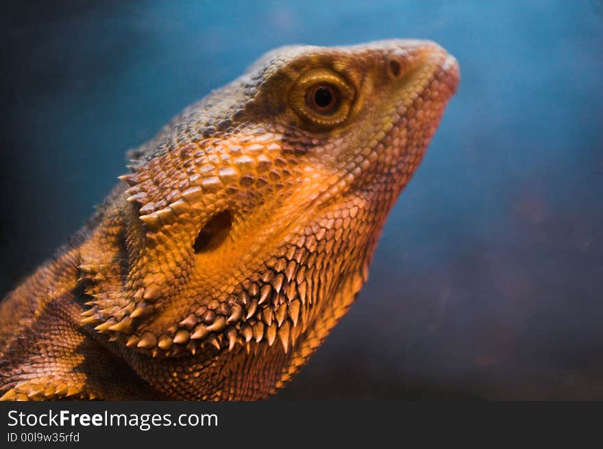 Lizard standing on sand