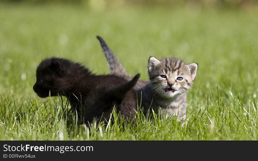 Small young cat portrait on green grass. Small young cat portrait on green grass