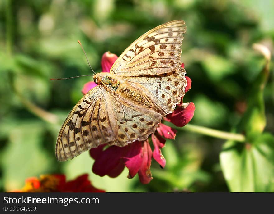 Beautiful insect sitting on the red flower. Beautiful insect sitting on the red flower