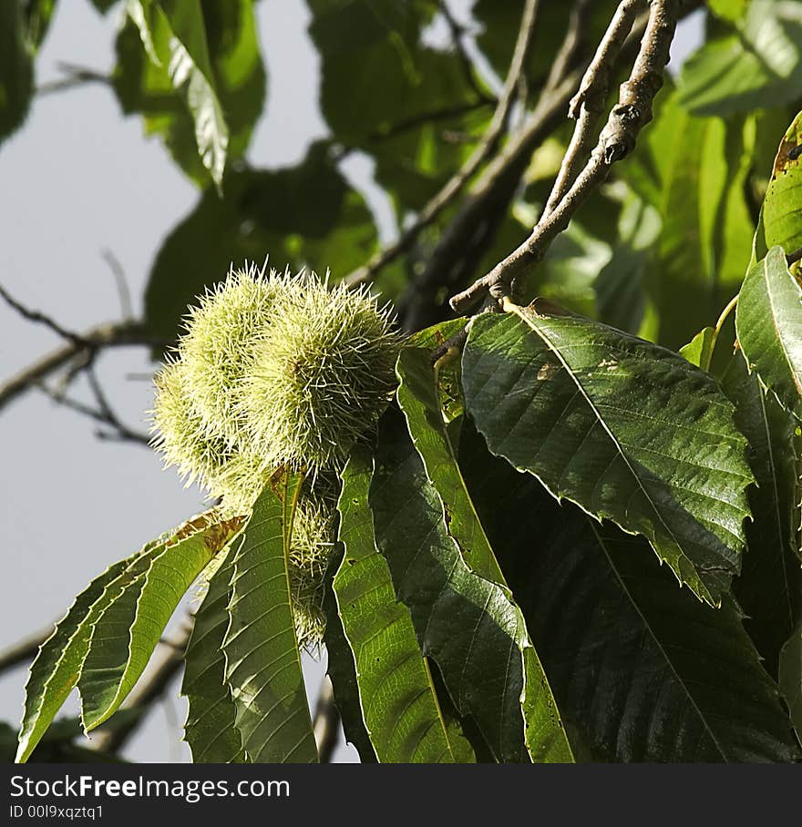 Chestnuts On A Branch