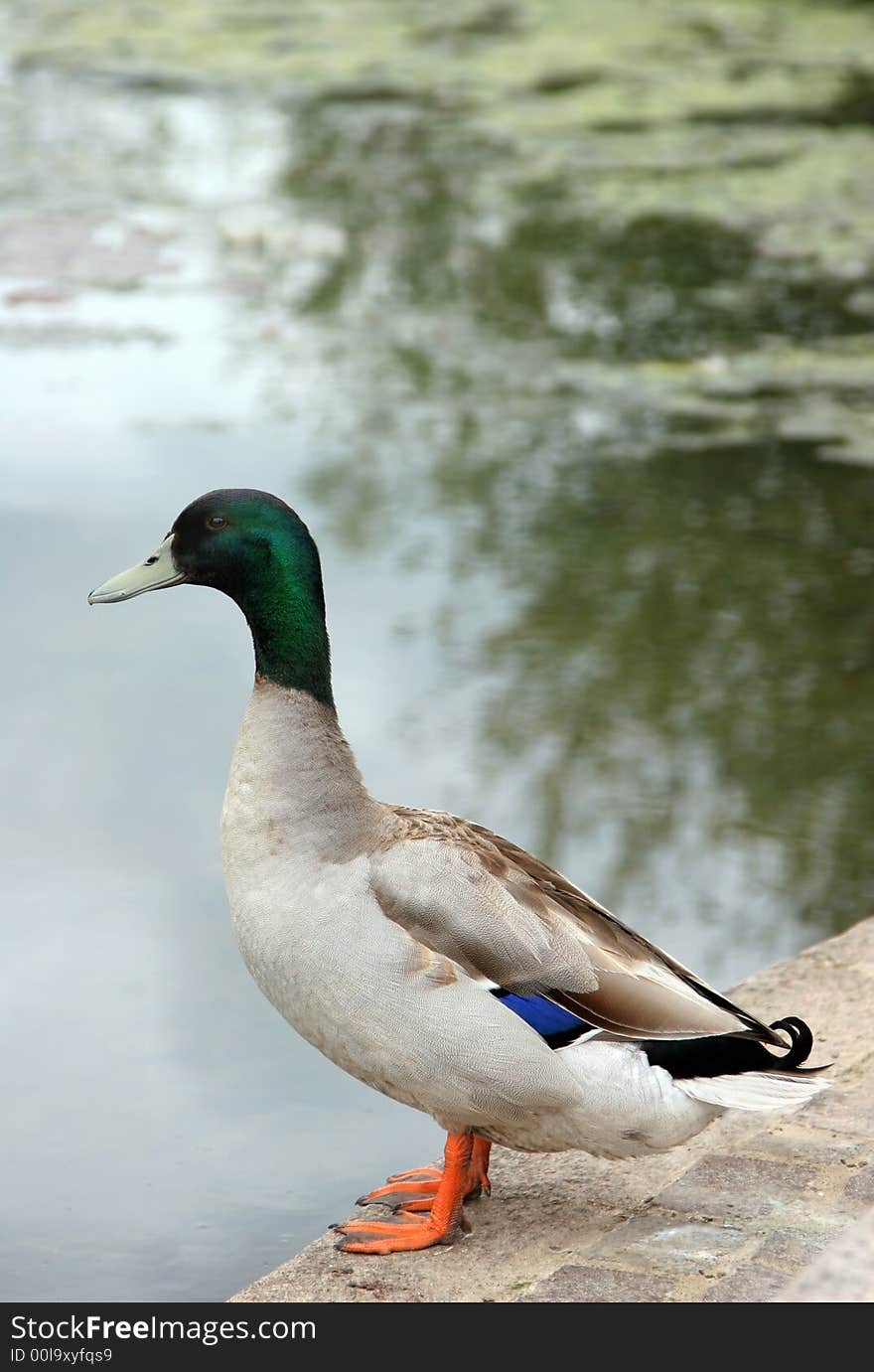 Mallard duck standing on a paved area next to a pond.